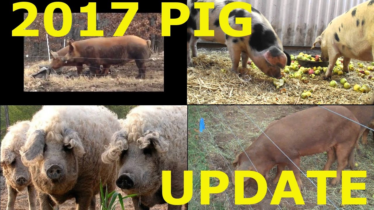 Pig Update 2017 - Getting Mangalitsa, Red Wattle, Old Spot, And Tamworth Pigs