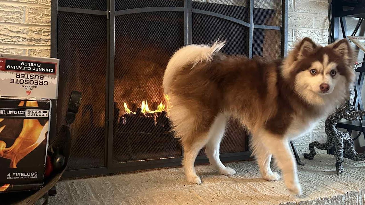 Fun times with Rocky and family. We've got snow outside today #puppy #pomsky #coldout #snowing #tn