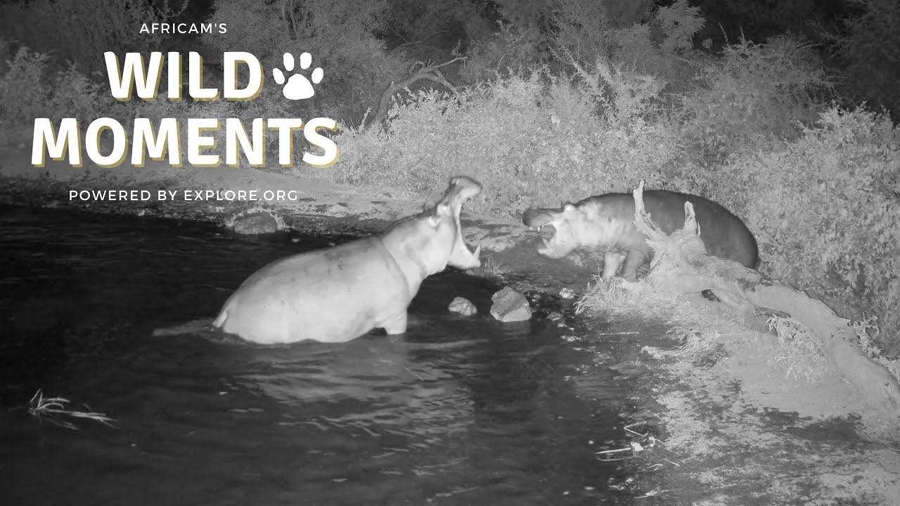 Hippo Fights And Lion Hunts | Wild Moments Show | February 29