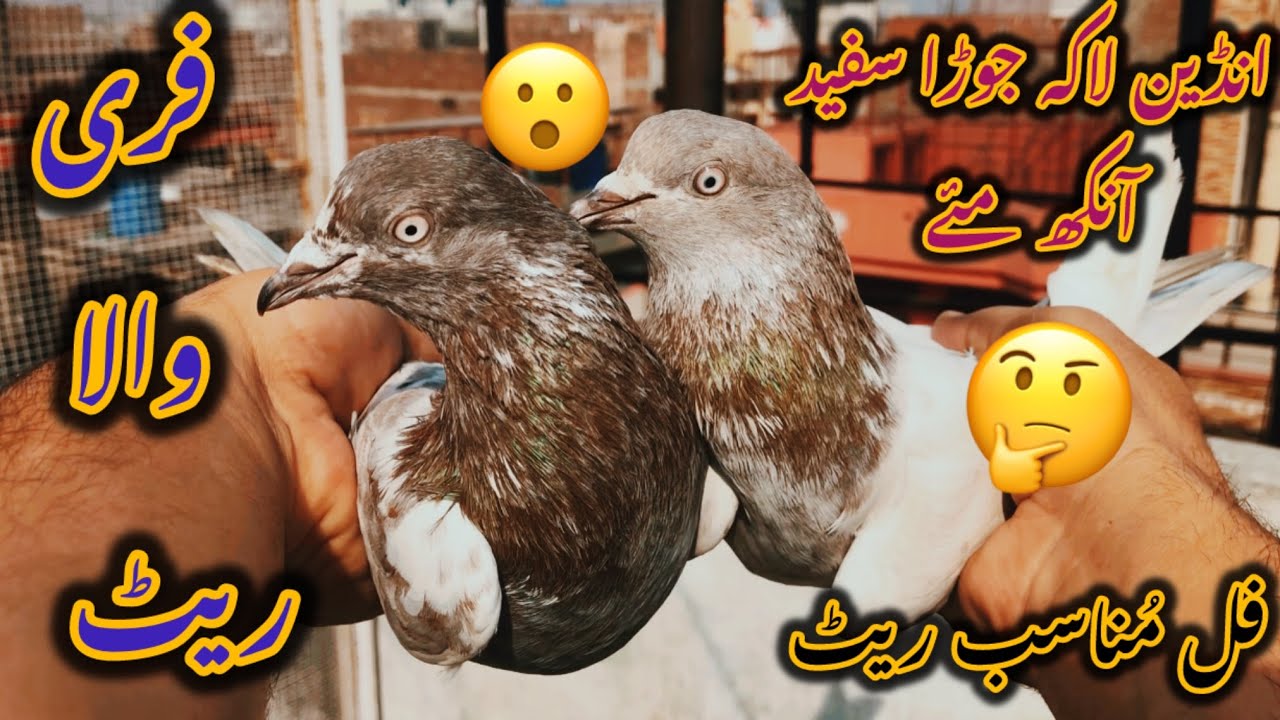 لاکھا جوڑا فار سیل …03341042965