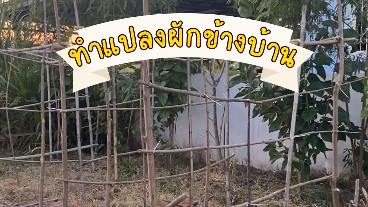 เปลี่ยนที่รกข้างบ้านให้เป็นแปลงผัก