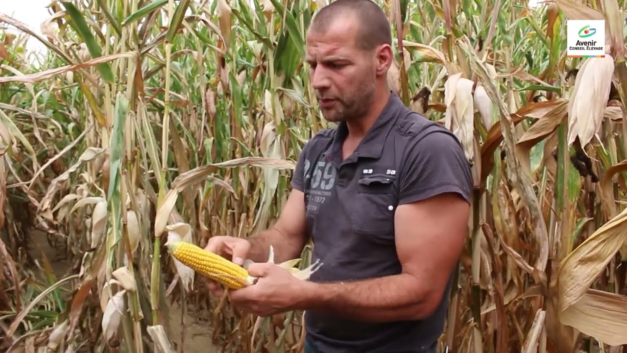 Estimer le rendement d'une parcelle maïs ensilage pour discuter de son prix