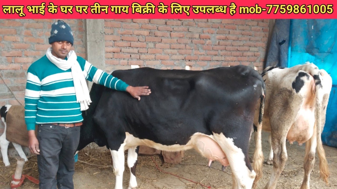 लालू भाई के घर पर तीन गाय बिक्री के लिए उपलब्ध है #cowvideo