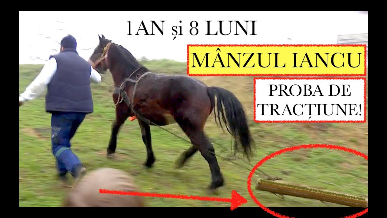 MÂNZUL IANCU la 1.8 LUNI! PROBA DE TRACȚIUNE! #OrășeanLaȚară!