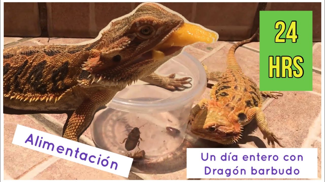 Un dia con mi Dragon barbudo / Pogona y su alimentacion diaria