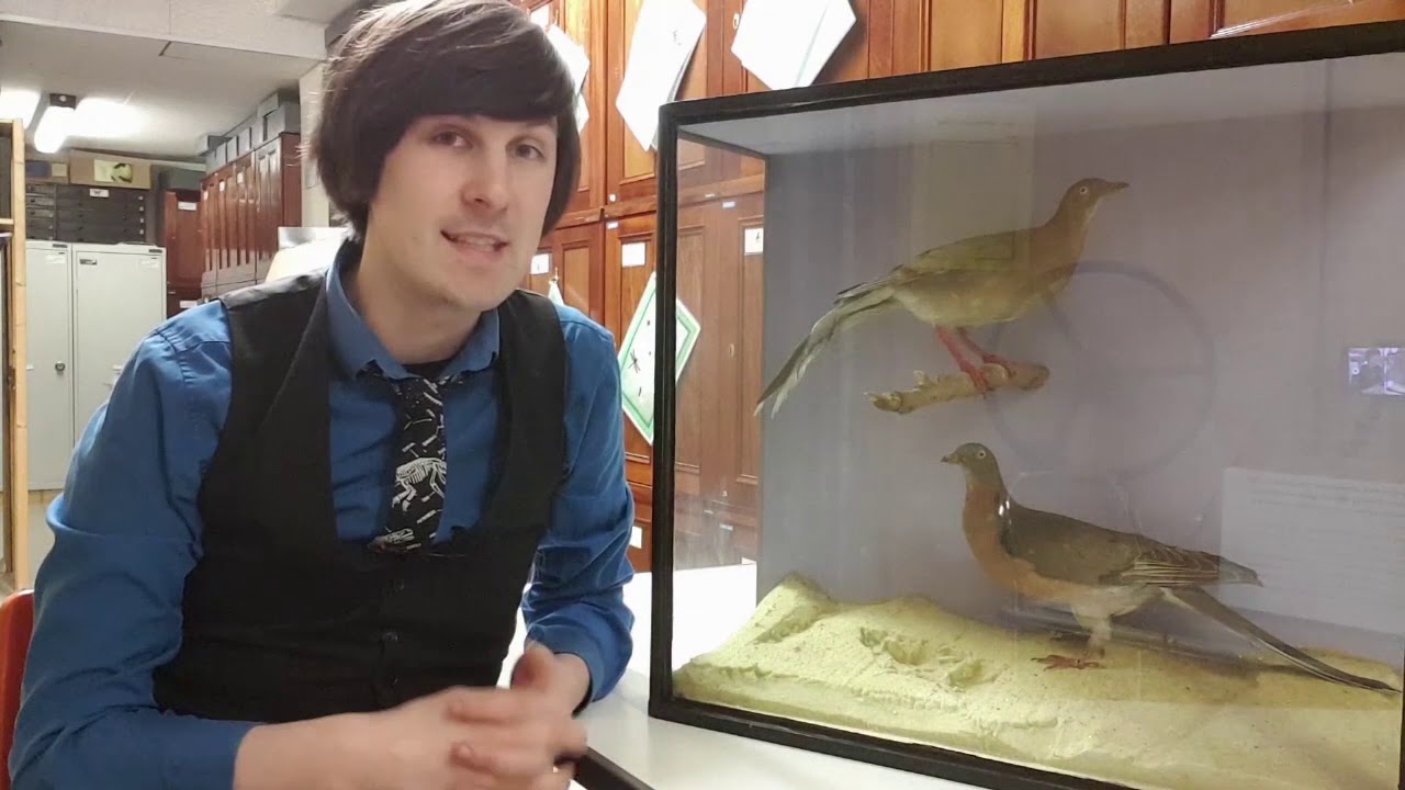 The Passenger Pigeon - Talking Treasures