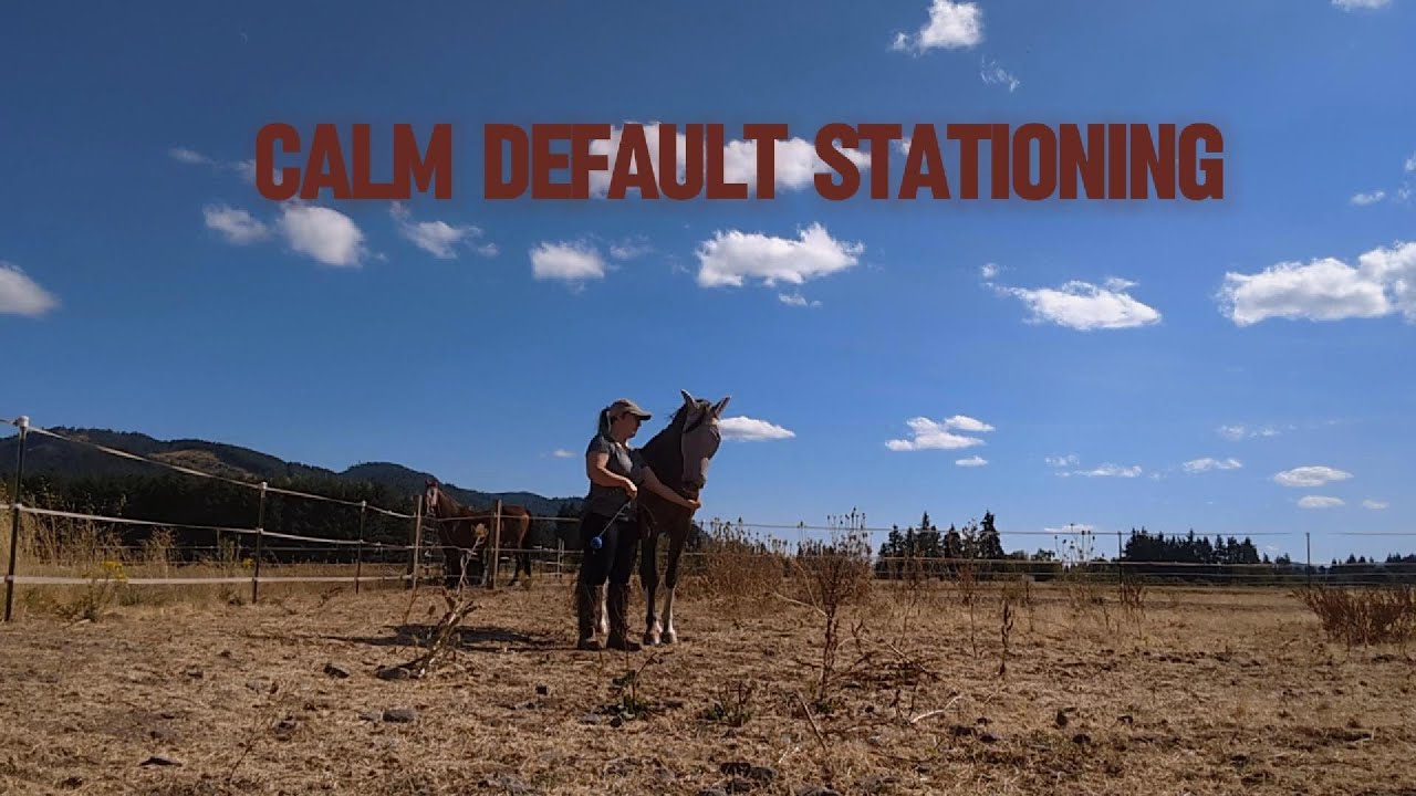What is Calm Default Stationing in Positive Reinforcement Horse Training?