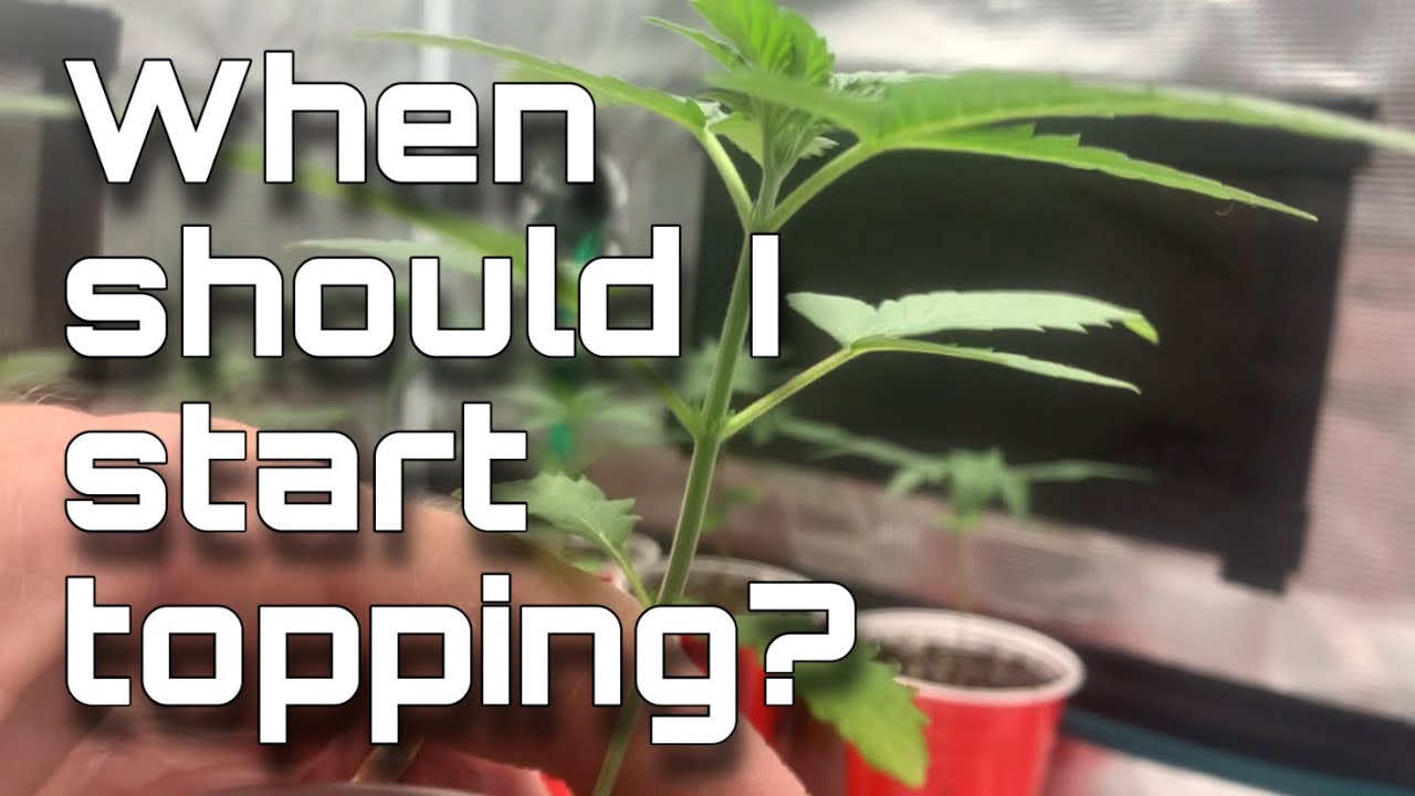 When Should I Start Topping? How to Top  a CANNABIS plant