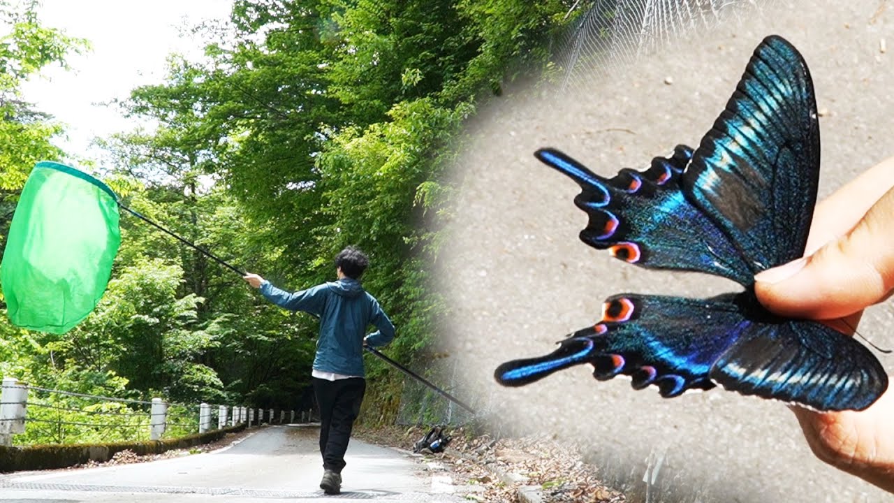 【昆虫採集】日本一美しい蝶！ミヤマカラスアゲハを採集する！【虫取り】