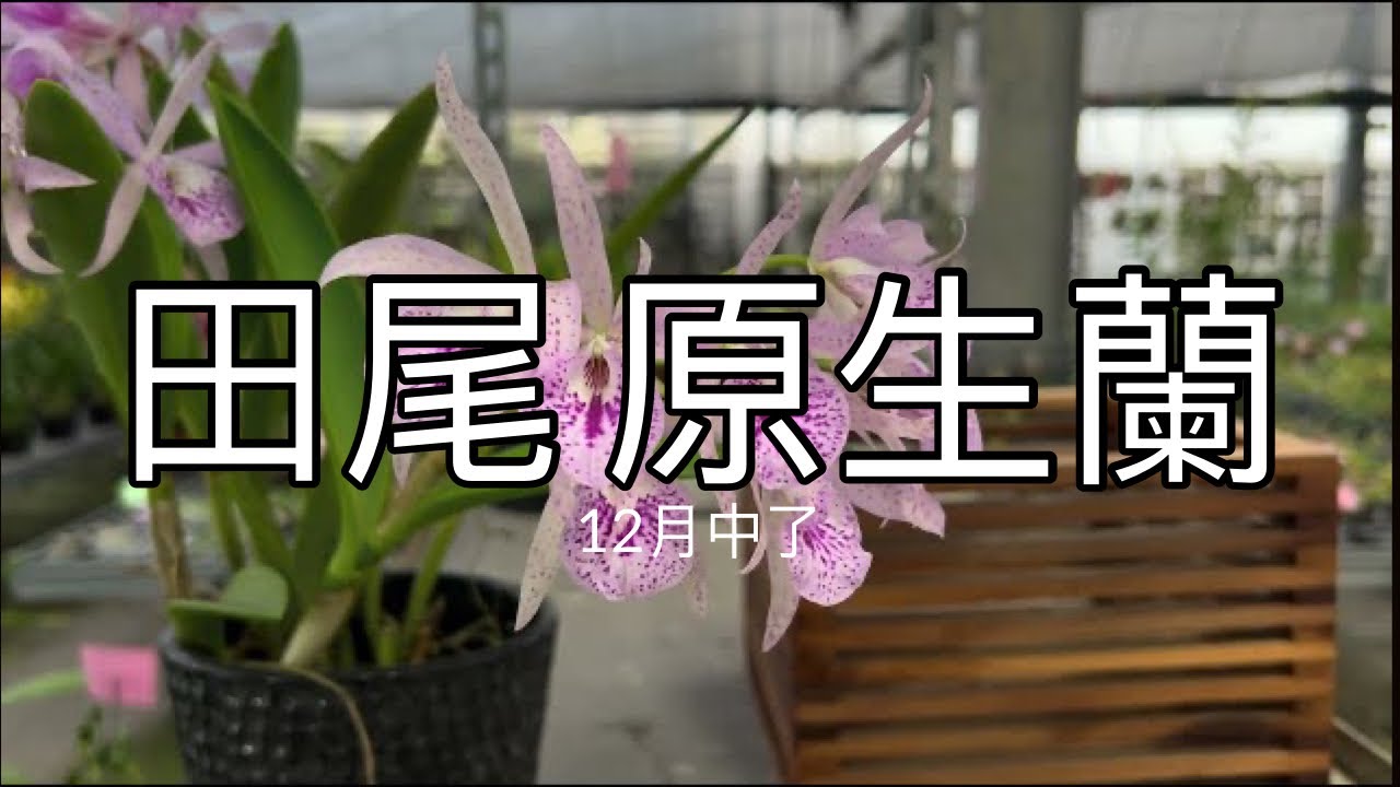 12月中 一樣帶你來 田尾花市有什麼花呢？  原生種很多的地方 part 2