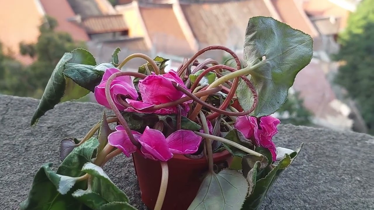 馬年福到仙客來