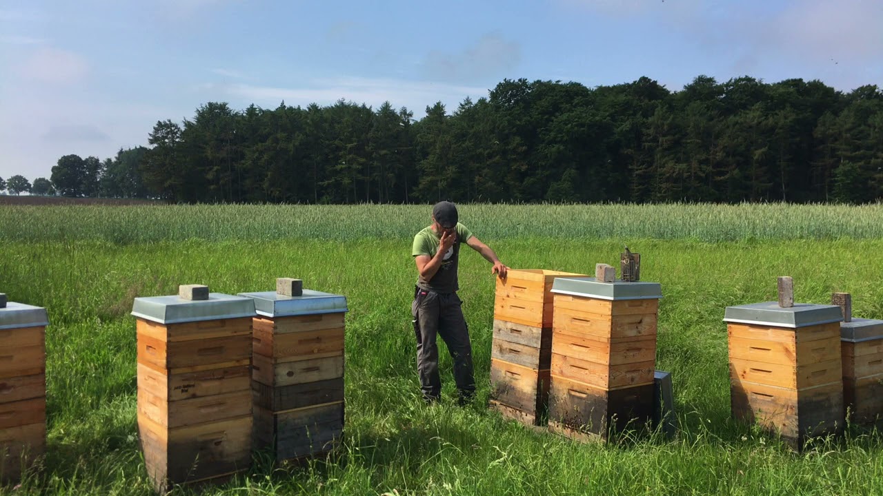Bienenfluchten - Imkern mit Dadant