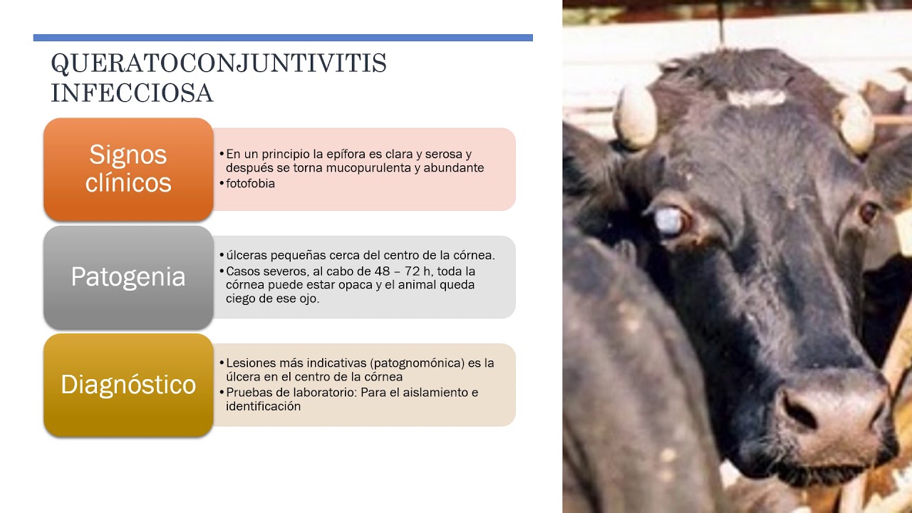Enfermedades de la cabeza en el bovino