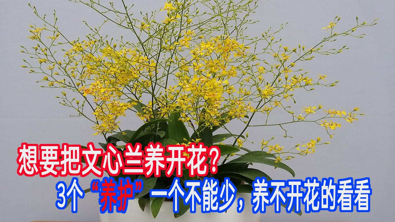 想要把文心兰养开花？3个“养护”一个少不了，不开花的看看！（阿涛养花110期）How to keep wenxin orchid bloom?