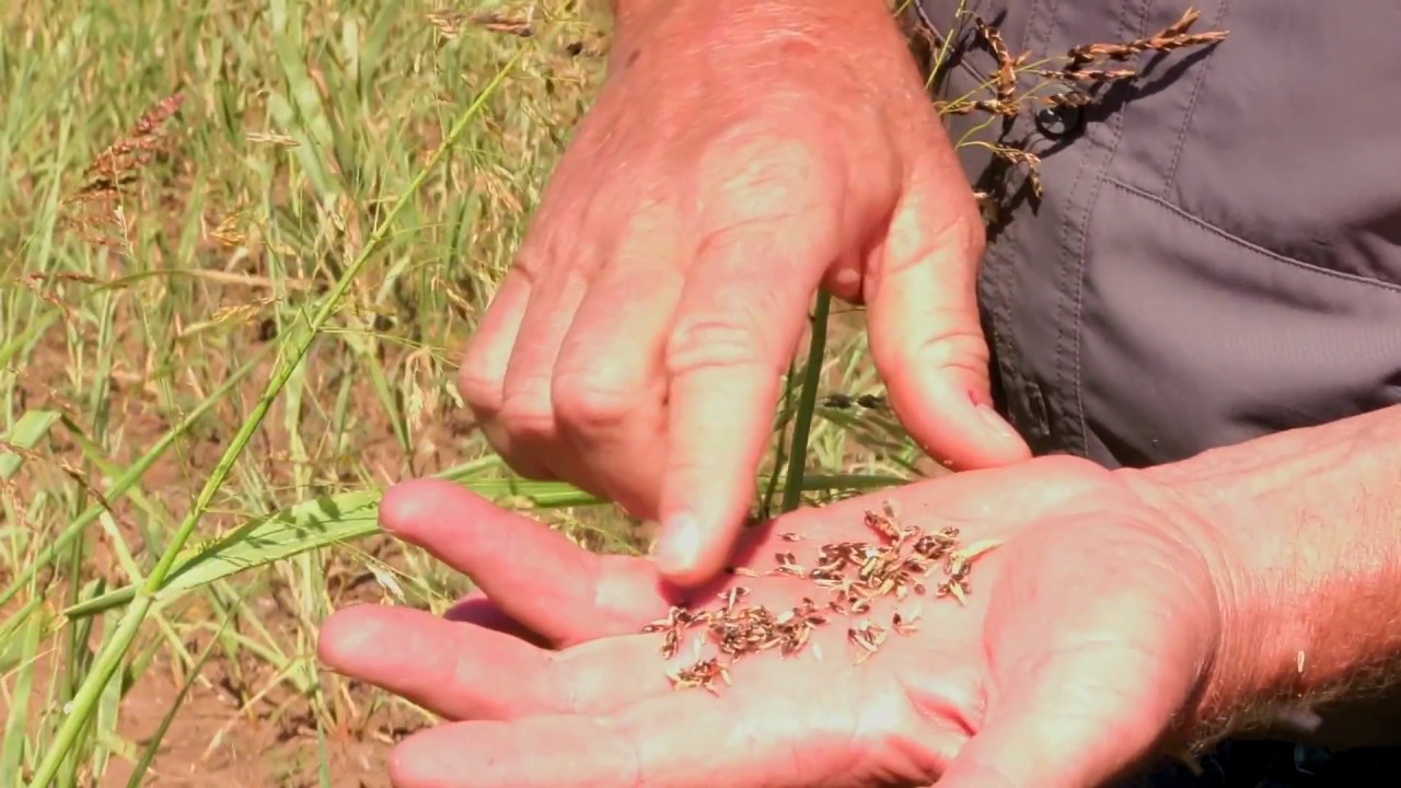 Food Plots for Quail