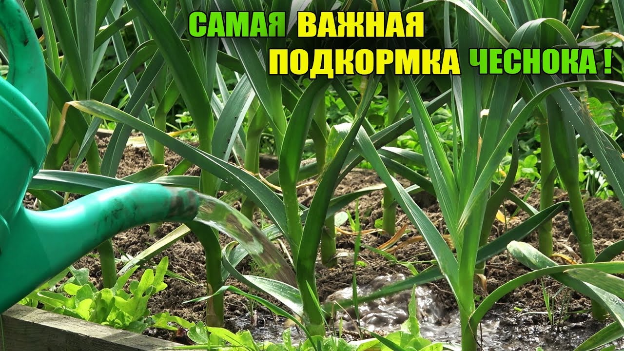 НЕ ПРОПУСТИТЕ ПОСЛЕДНЮЮ ПОДКОРМКУ ЧЕСНОКА ДЛЯ УВЕЛИЧЕНИЯ ГОЛОВКИ