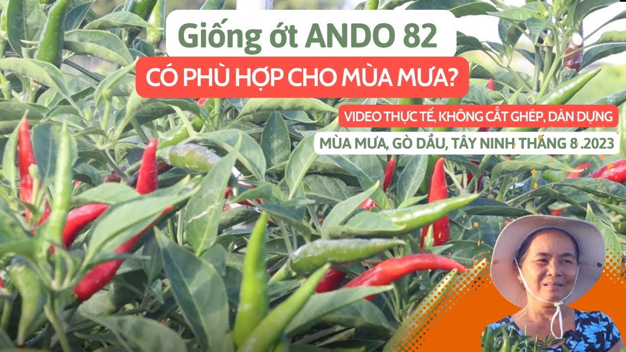 Hạt Giống ớt lai F1 Ando 82 Hạt Giống Đồng Tiền Vàng Có Phù Hợp Cho Mùa Mưa #hatgiongdongtienvang