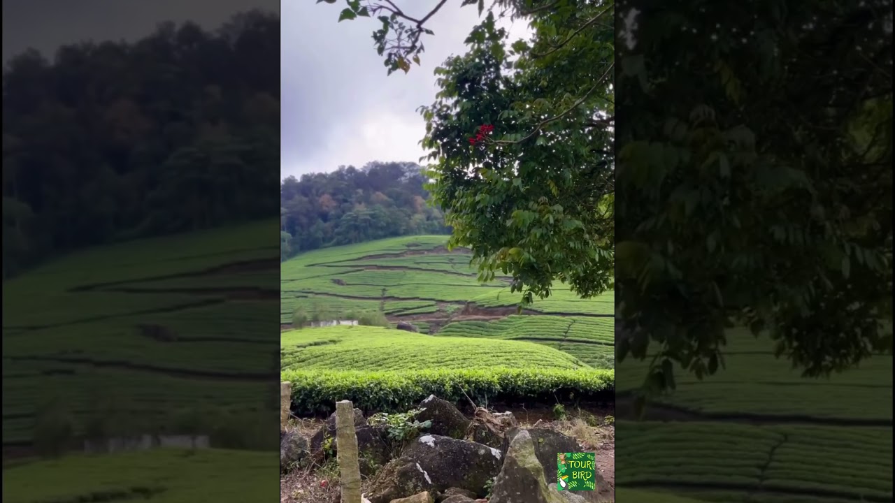 Beauty of munnar tea estates # munnar , #nature