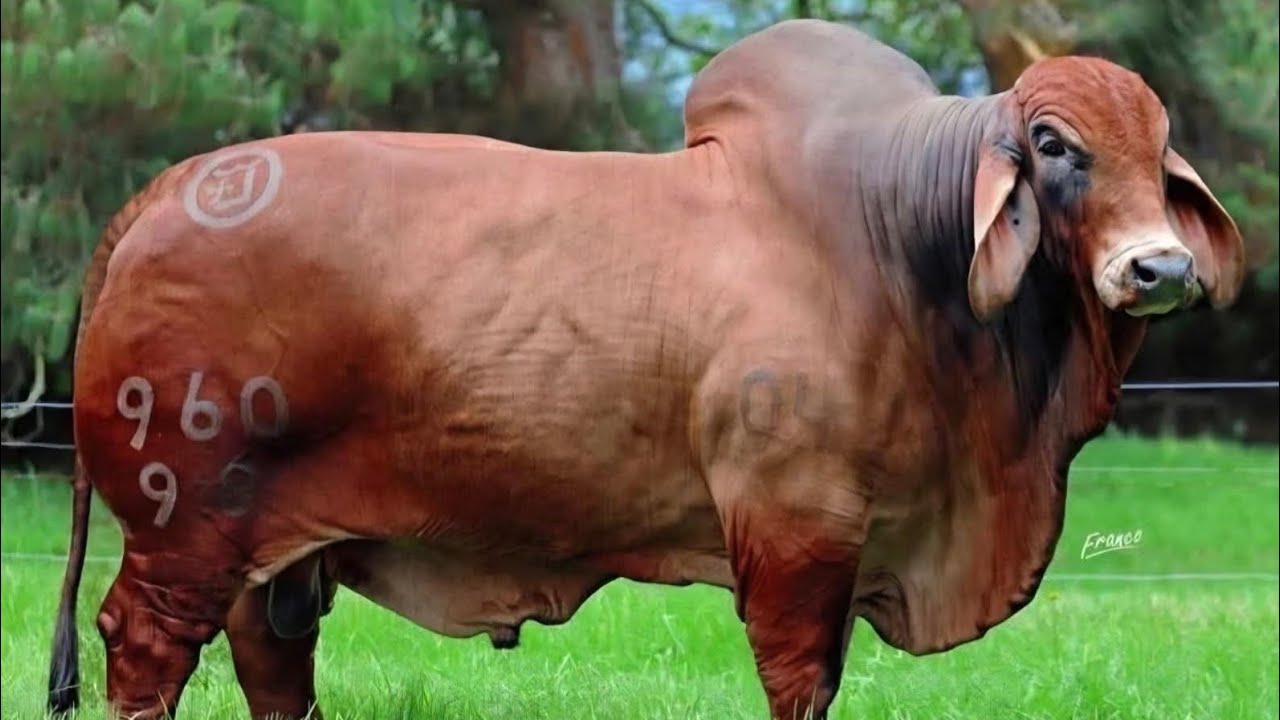 Como producir mas CARNE en MENOS TIEMPO ( El Secreto del F1)#agro #vacas #AgroInversorIA #toros 