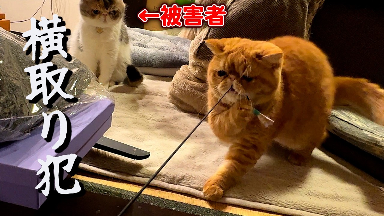 ねこ「遊ぼうとしたら秒で奪われた母猫&hellip;💦」