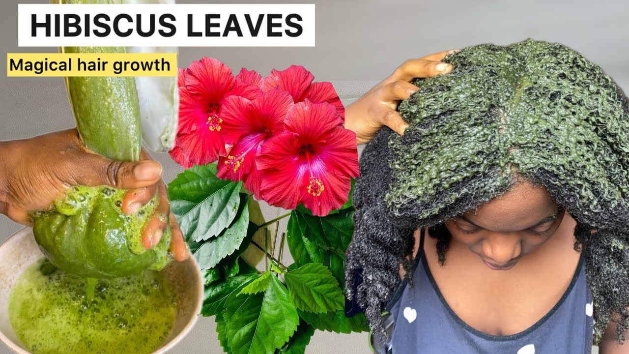 Magical Secret hair growth with Hibiscus Leaves / No More Hair loss 