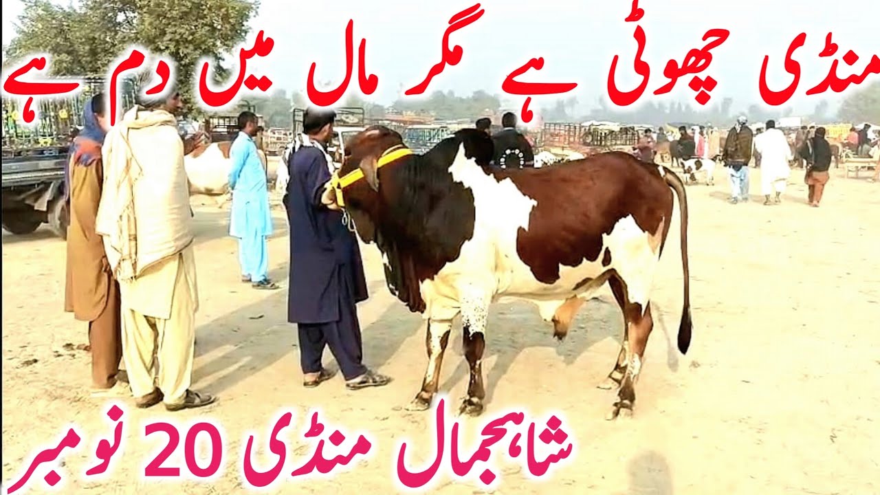 Shah Jamal Mandi 2025 | Rajinpuri Bakre, Cholistani Bachre And Kattay | Global Village Farming
