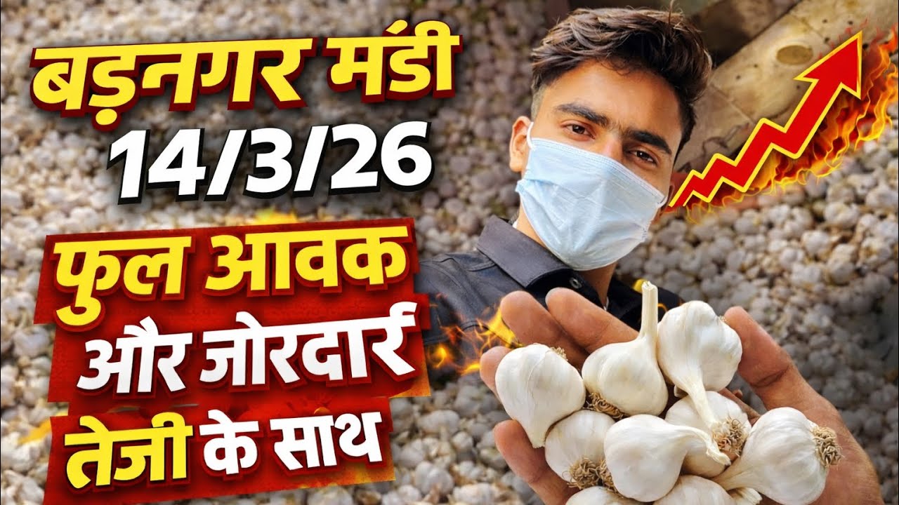 बड़नगर मंडी फुल आवक और जोरदार तेजी 14 मार्च 2026