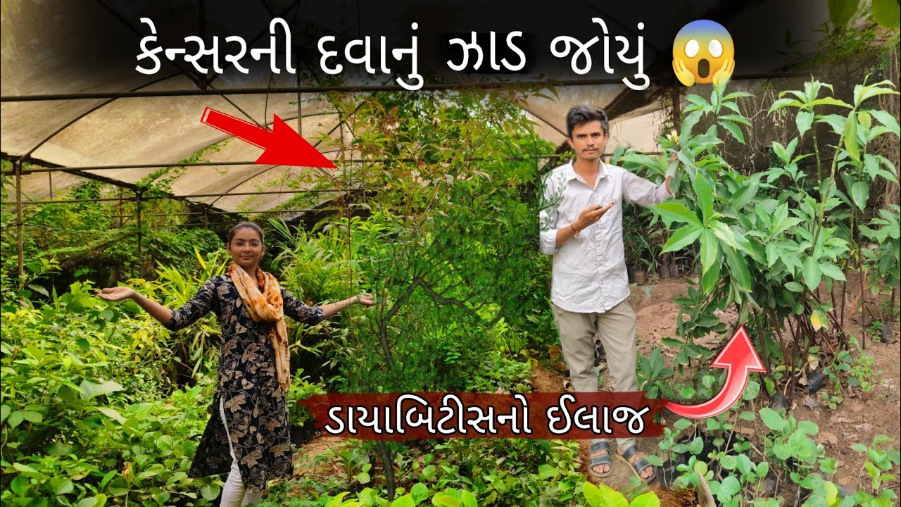 કેન્સર અને ડાયાબીટીસનું ઝાડ 😱 || Cancer Tree ||#viralvideo#trending#nursery