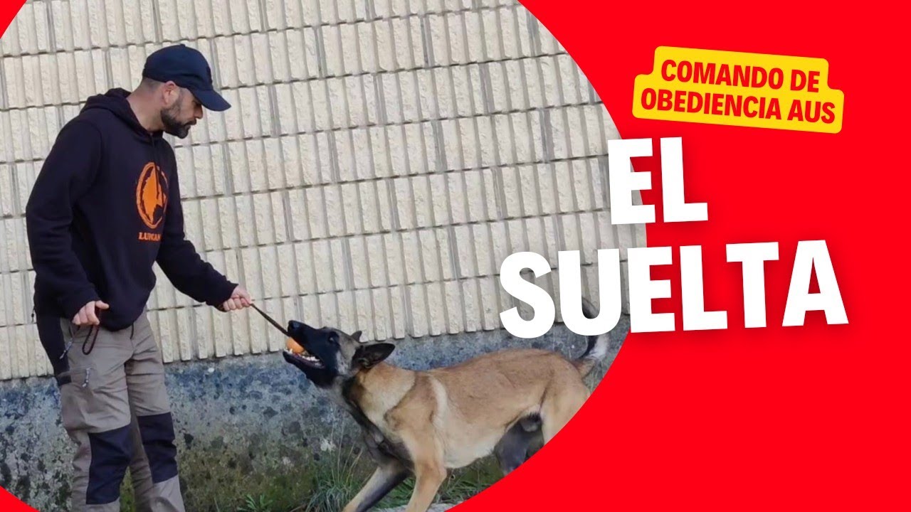 Enseñar a un Perro a Soltar (Aus)