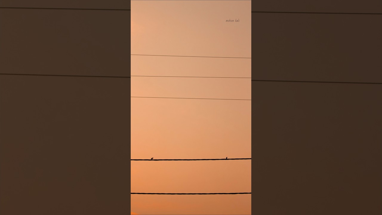 Minimalist photography of sparrows😍📸 #photography #shorts #birds #sparrow