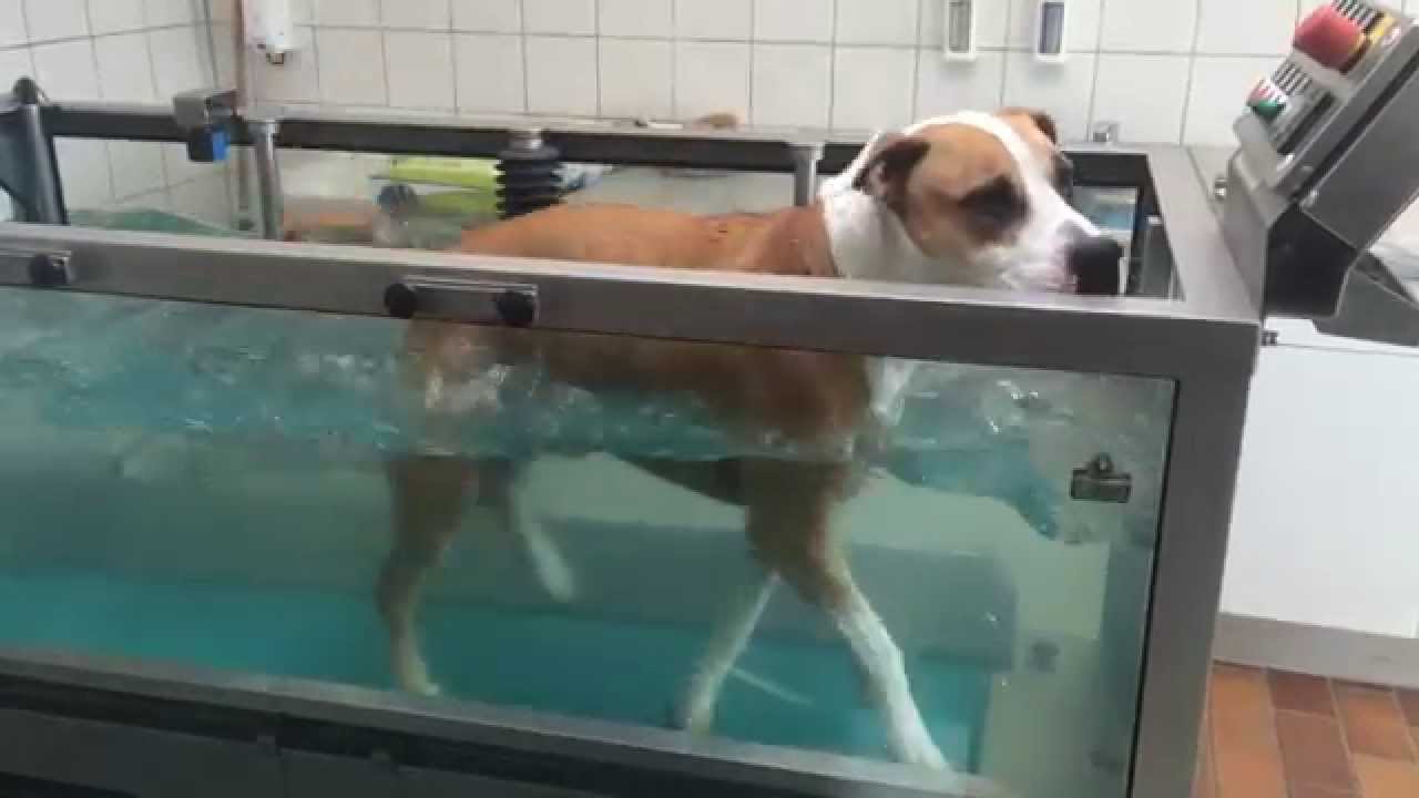 B.Z. im Tierheim Berlin