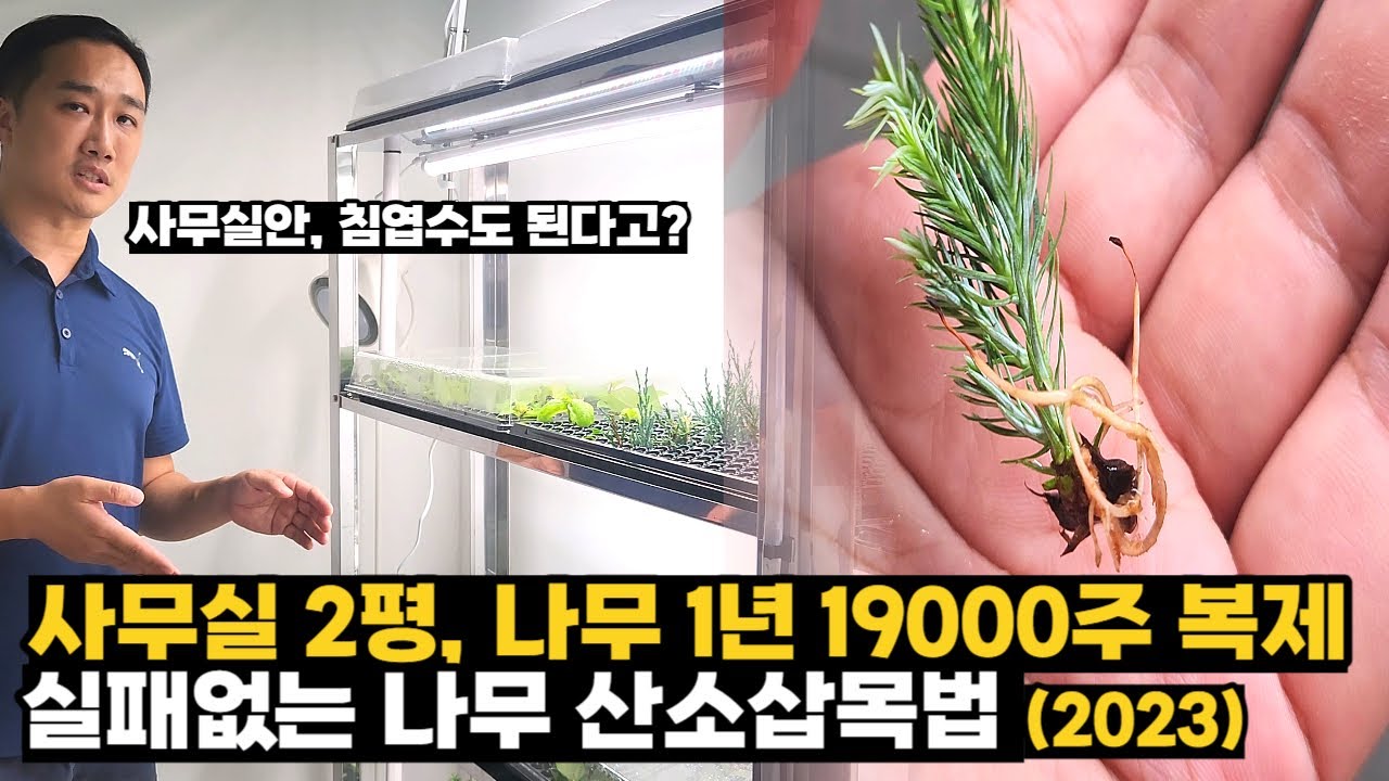 산소삽목, 사무실 2평에서 나무 19000주 복사하는 법 (2023 최신)
