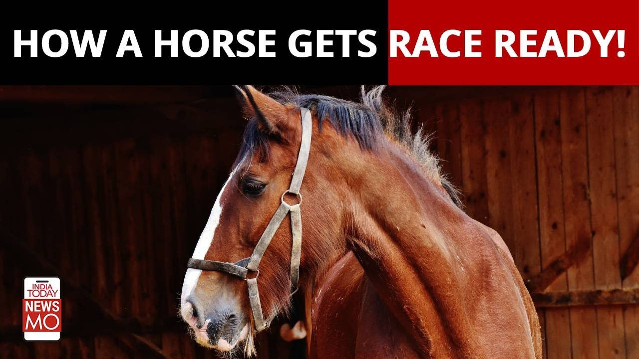 Behind the Scenes of Horse's Training For The Big Race | NewsMo