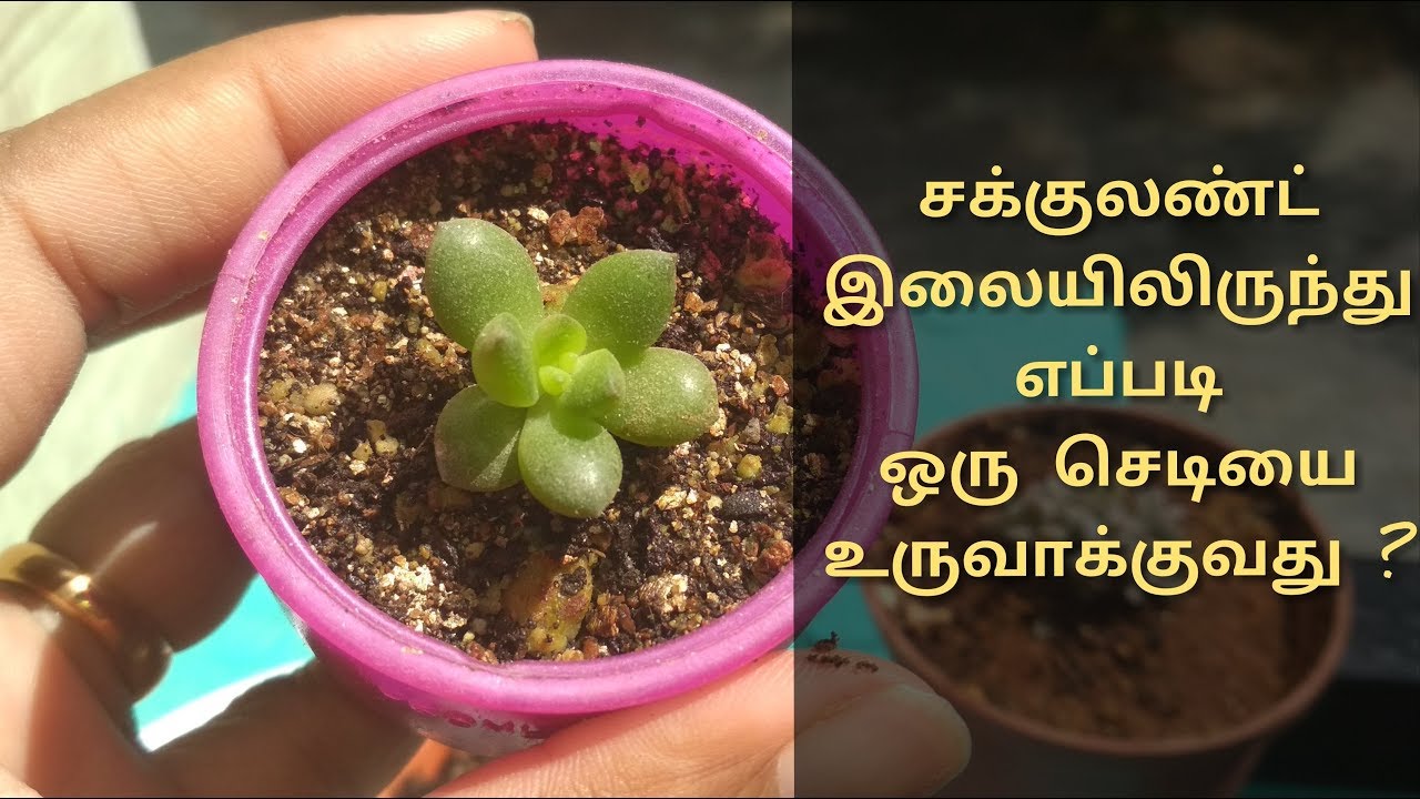 சக்குலண்ட் இலையிலிருந்து ஒரு செடியை எப்படி உருவாக்குவது | Succulent leaf propagation in tamil