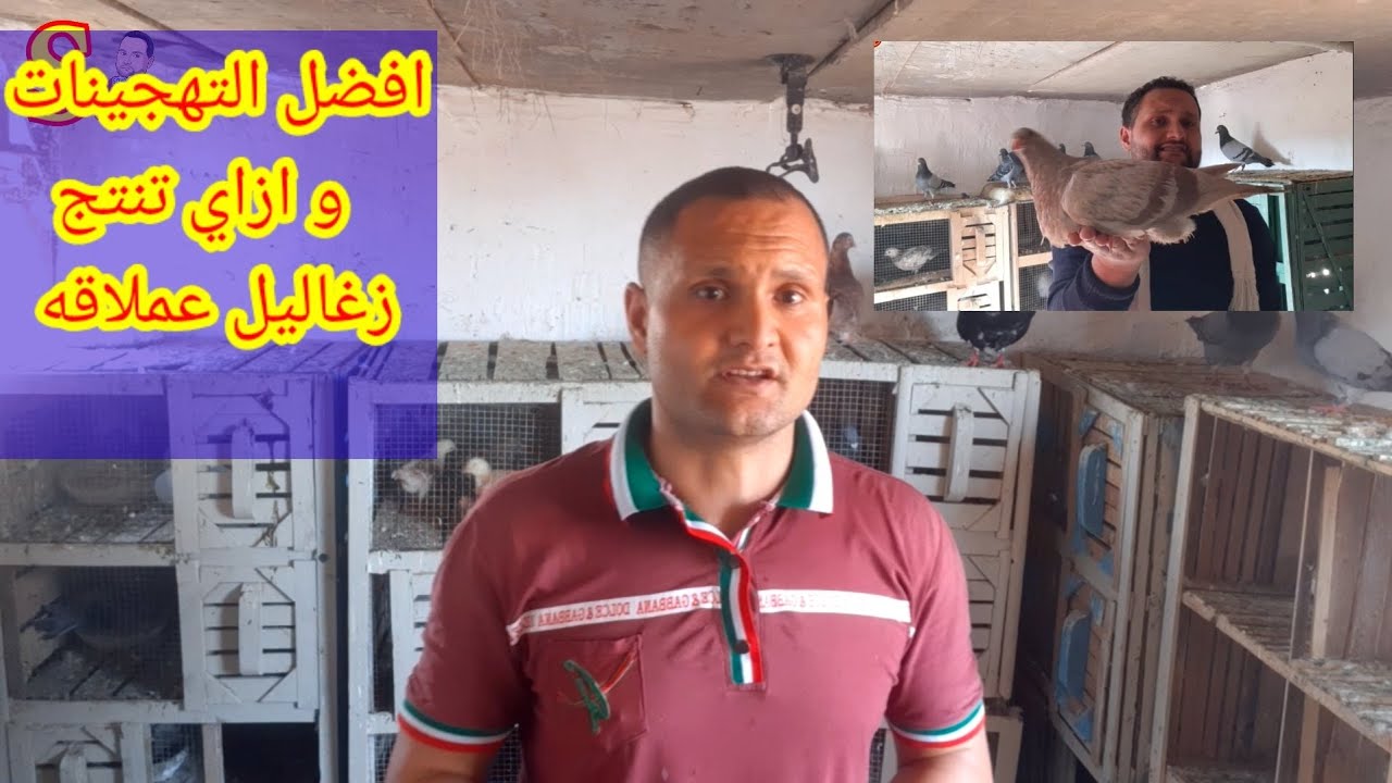 تهجين الحمام #ناتج تزاوج#الكنج مع اللاحم الفرنساوي#الكنج والزاجل#الكنج والروماني وأفضل إنتاج منهم