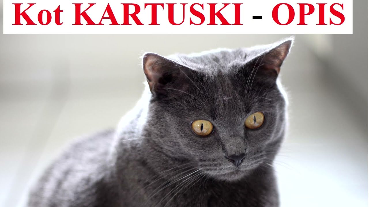 Kot KARTUSKI - OPIS francuskiej rasy Kotów