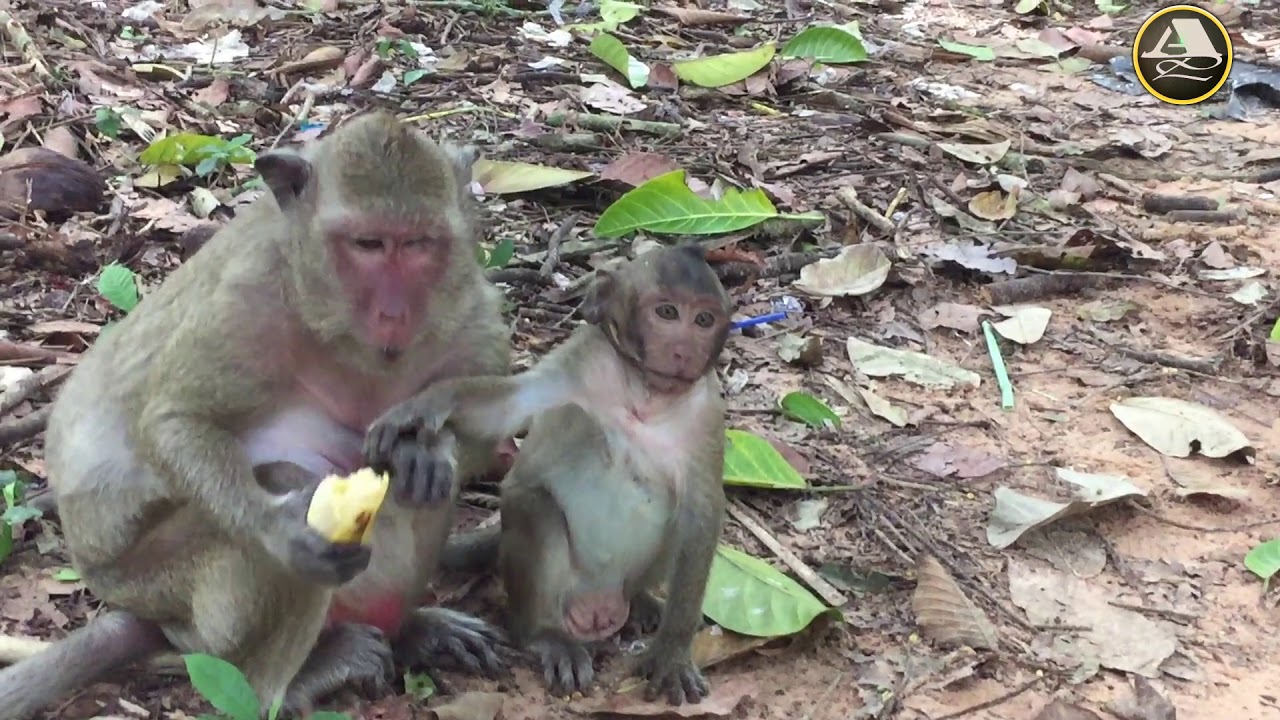Baby Monkey Gets Jealous With Sweetpea Monkey Daily Life Sweetpea & Its Mother Popeye