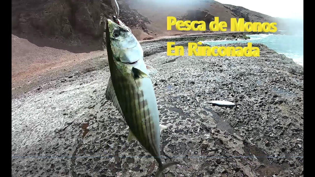 PESCA MONOS EN PLAYA LA RINCONADA CUEVA DEL INDIO ANTOFAGASTA, LIGHT SHORE JIGGING DAIWA FUEGO LT 30