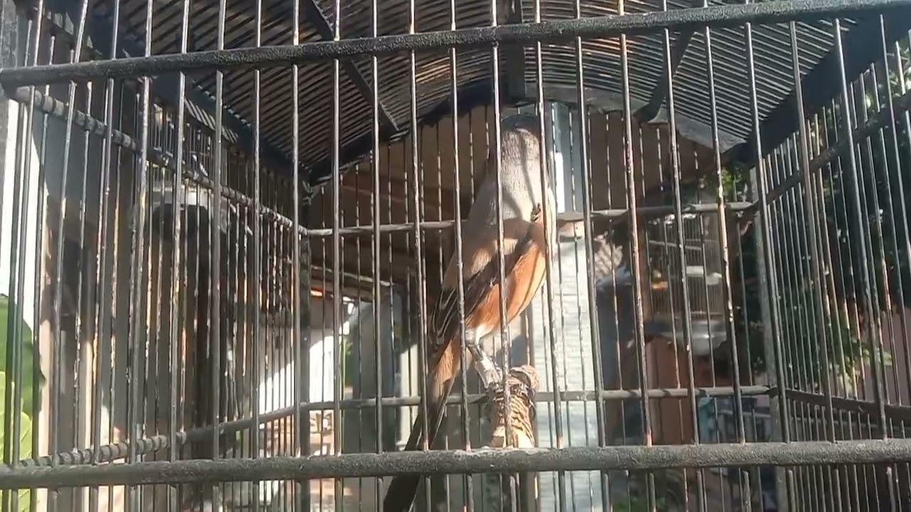 Cendet mewah tembak an kasar kasar isian kapas tembak dll