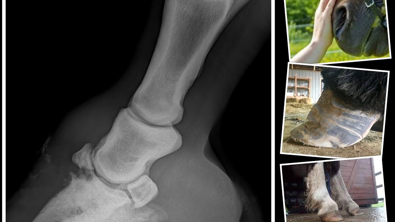 PYRAMIDAL DISEASE IN EQUINE(Extensor process fracture/Buttress foot)