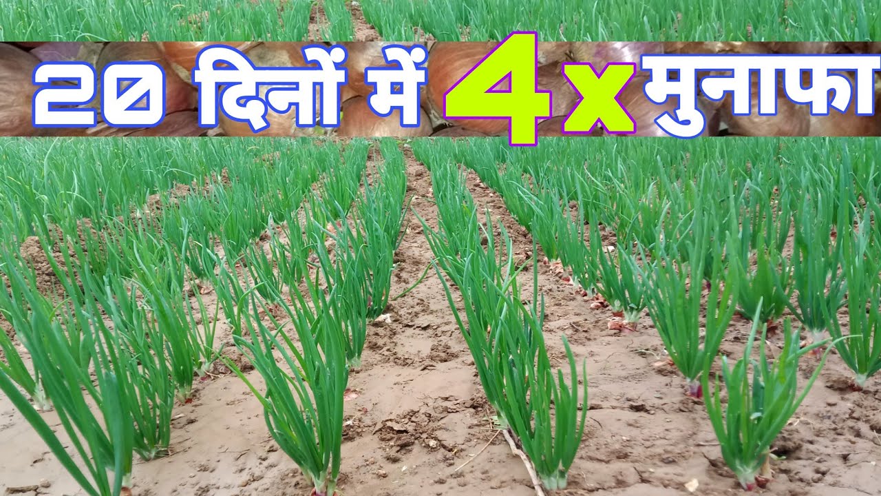 हरी प्याज की खेती / hari pyaaj ki kheti / green onion farming | onion farming in india