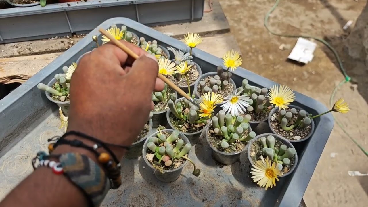 Trabajos Suculentos #plantas #proyecto #polinizacion 