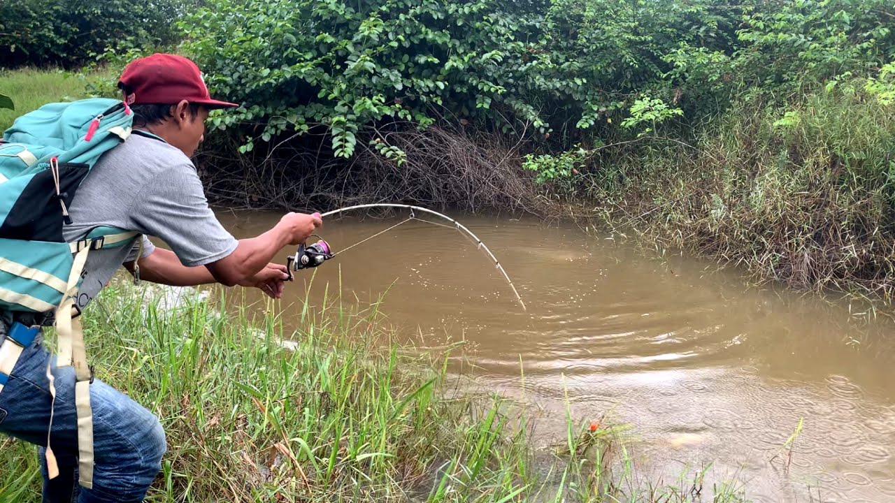 Wow gilaaa mas bro.!!! Umpan pancing saya di makan ikan gabus monster yang sedang kelaparan