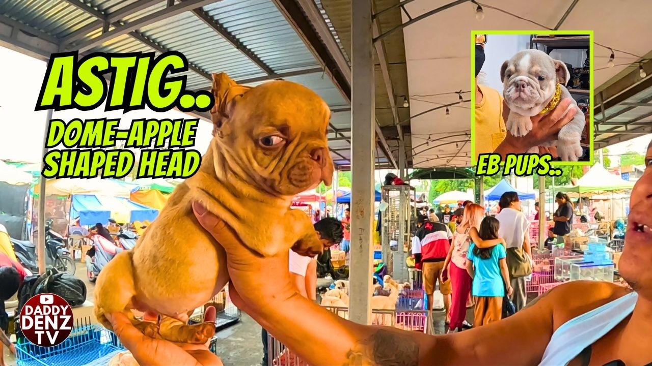 HANAP MONG BULLY BAKA NAN-DITO NA.. / PT.3 @GROTTO PETS & LIVESTOCK MARKET