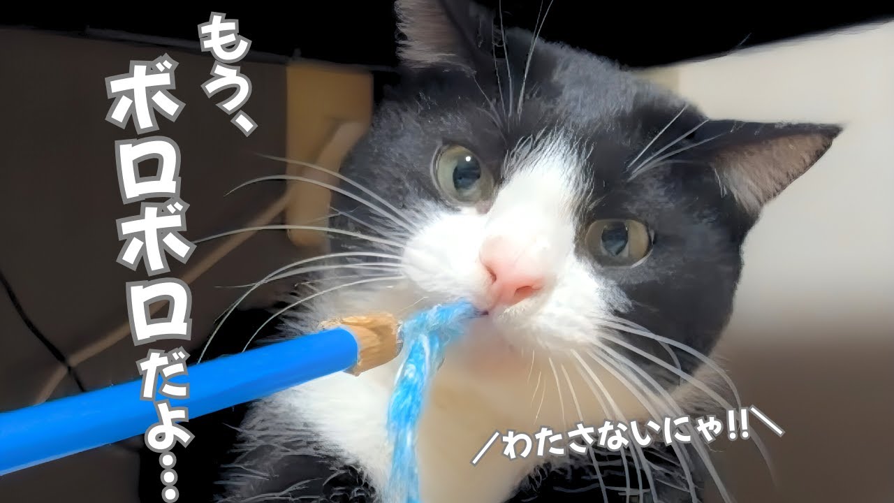 【かわいい猫】大好きなボロボロおもちゃで遊ぶハチワレ猫【今日のオロイズ】