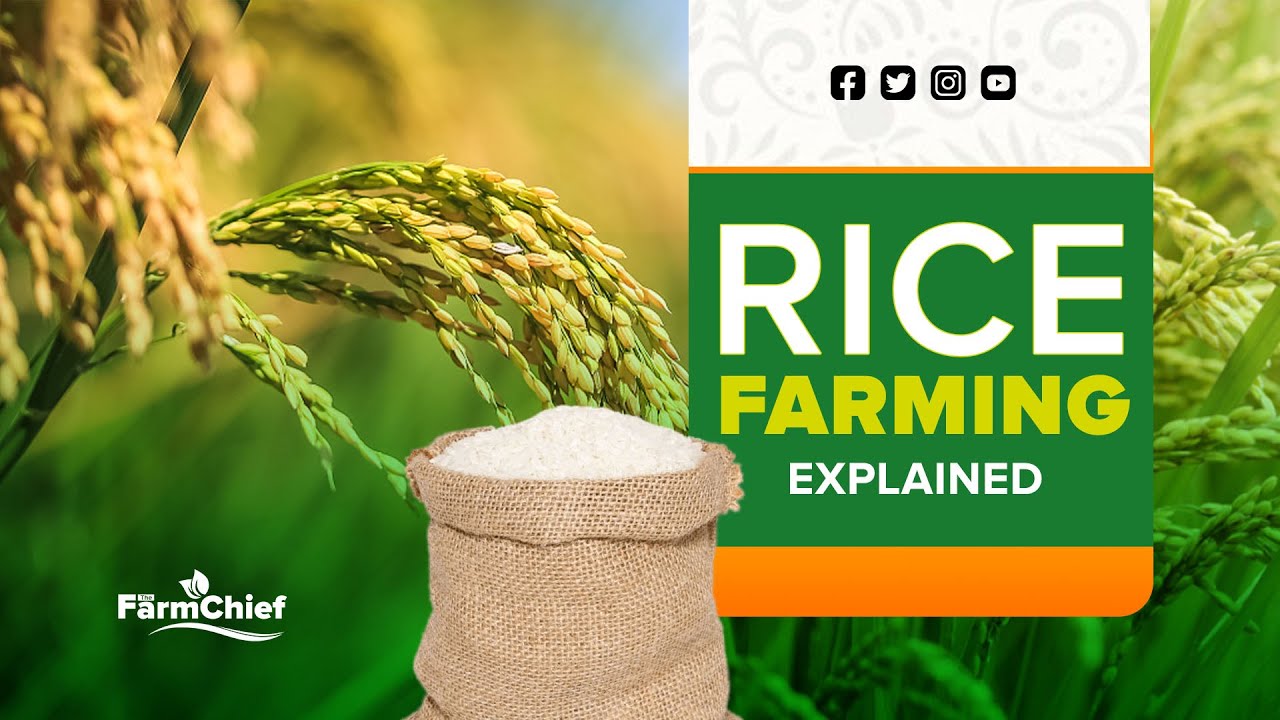 YOU CAN START RICE FARMING ON A SMALL SCALE AND EARN MILLIONS PART 