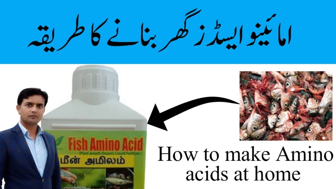 Make Amino acids at home from Fish waste | Fish amino acids | Dr. Jamil Shafi | Plant Clinics