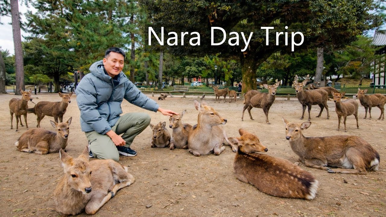 Japan Trip #21 | Nara Japan | Deer , Temples and Mountain hiking