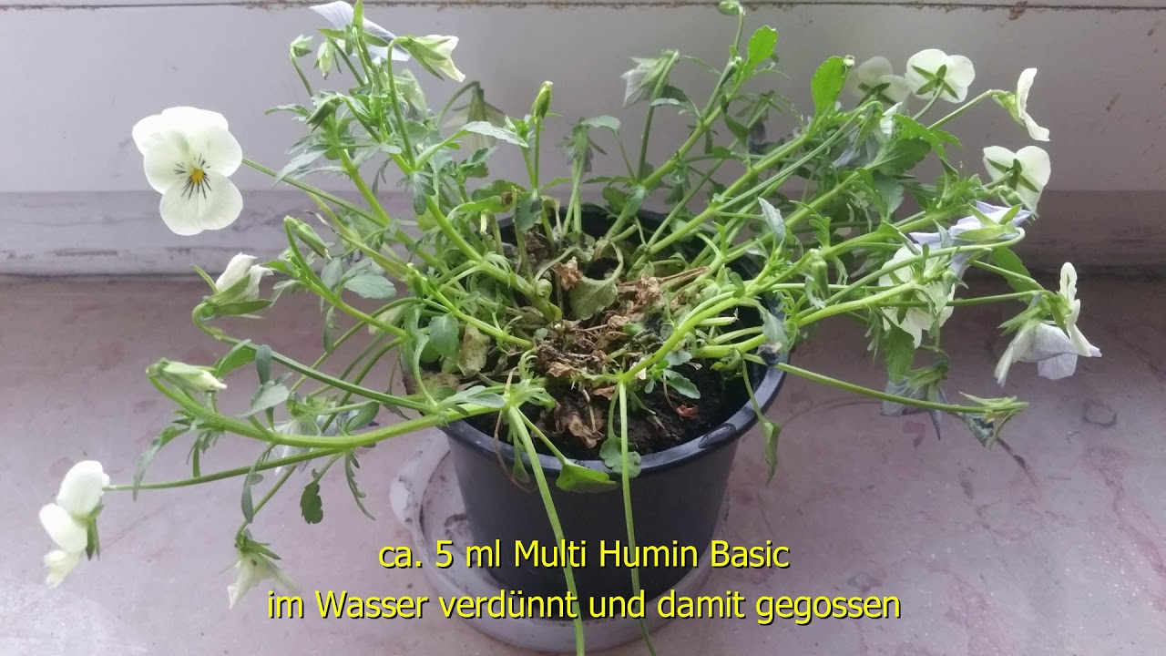Multi Humin und seine Wirkung auf Hornveilchen (lat. viola cornuta)