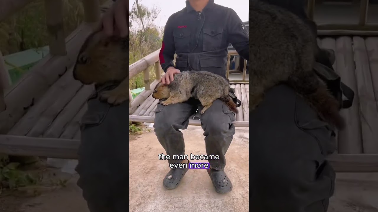 Man rescues pregnant groundhog and ends up helping raise her babies#groundhog #shorts #animal #cute